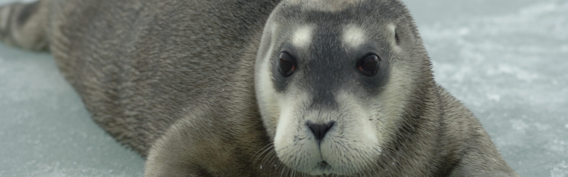 Bearded seal pup (Erignathus barbatus) , Photo: Credit Kit Kovacs