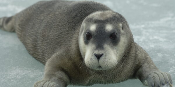 Bearded seal pup (Erignathus barbatus) , Photo: Credit Kit Kovacs