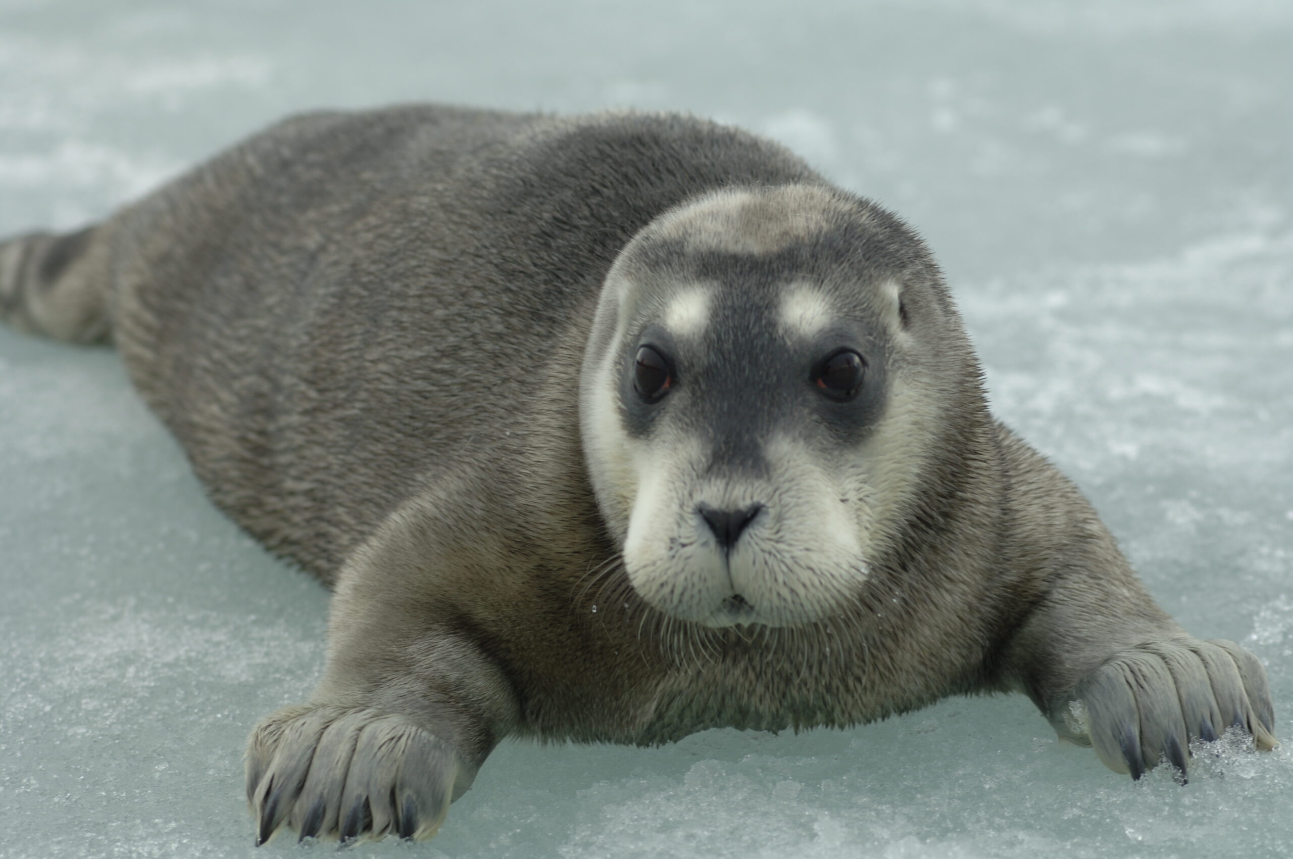 Bearded seal pup (Erignathus barbatus) , Photo: Credit Kit Kovacs