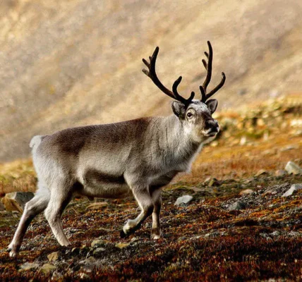 Hero of a growing number of studies and victim of climate change Svalbard’s (Spitzbergen) reindeer Rangifer tarandus platyrhynchus; photo I, Perhols/Wikipedia