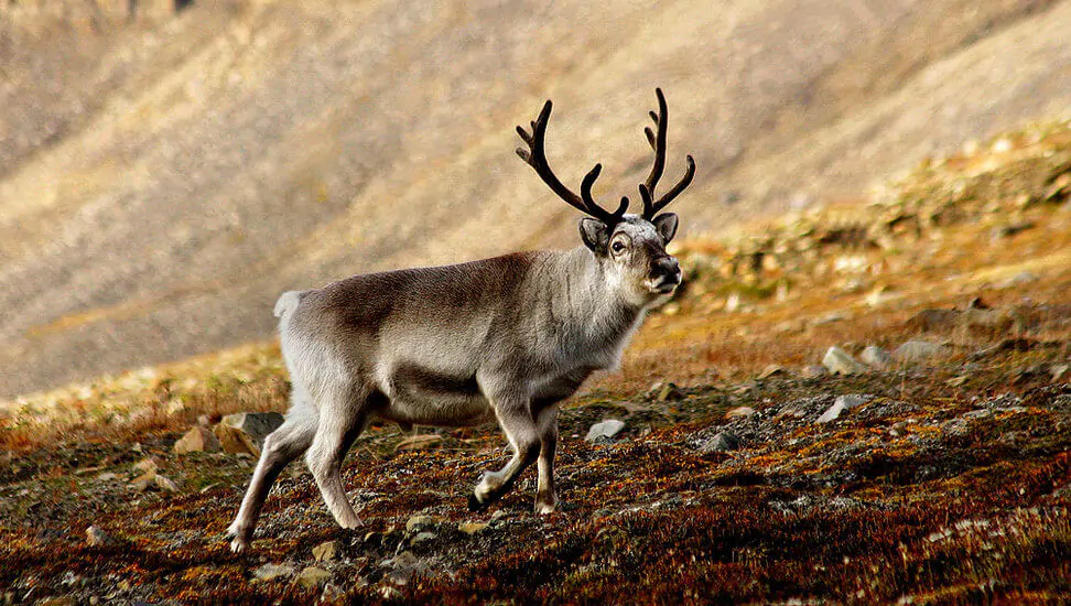 Hero of a growing number of studies and victim of climate change Svalbard’s (Spitzbergen) reindeer Rangifer tarandus platyrhynchus; photo I, Perhols/Wikipedia