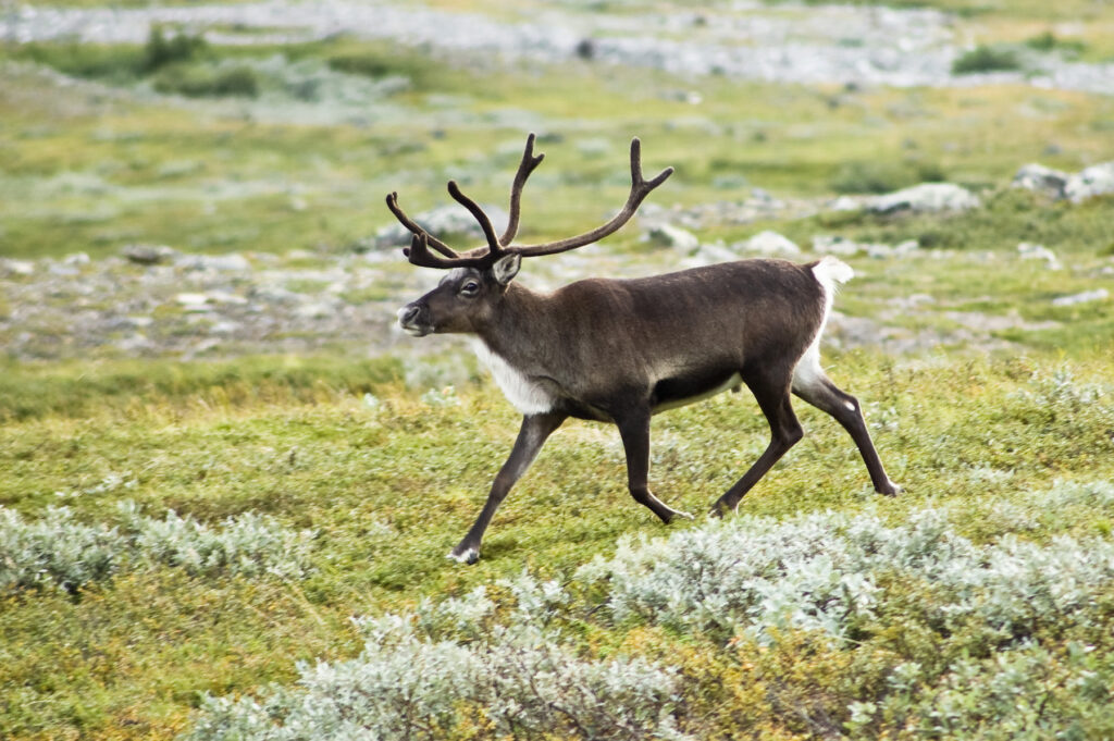 A reindeer in northern Sweden. Image by Alexandre Buisse via Wikimedia Commons (CC BY-SA 2.0).