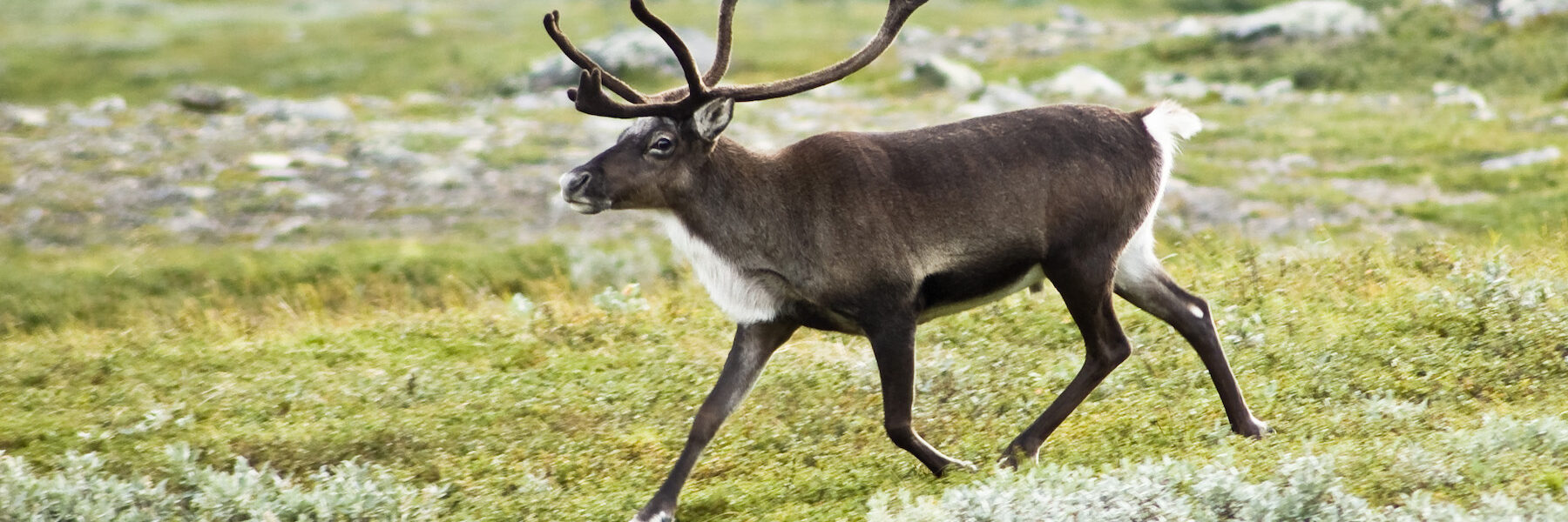 A reindeer in northern Sweden. Image by Alexandre Buisse via Wikimedia Commons (CC BY-SA 2.0).