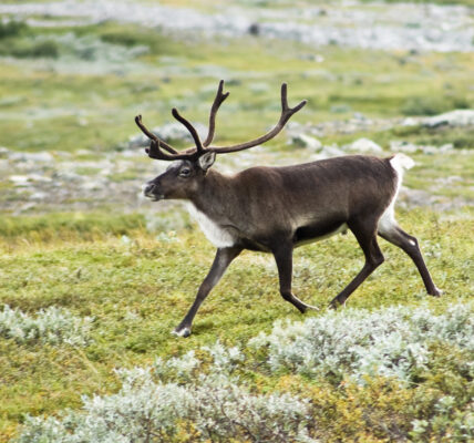A reindeer in northern Sweden. Image by Alexandre Buisse via Wikimedia Commons (CC BY-SA 2.0).