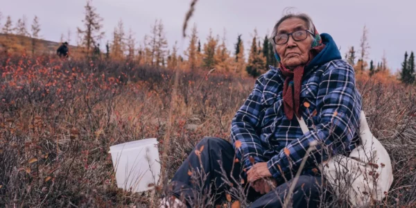 Gwich’in Elder Mary Snowshoe harvests traditional medicine during a traditional berry harvest camp held by the Department of Culture and Heritage. Credit: Aryln Charlie.