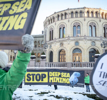 Credit line: © Will Rose / Greenpeace