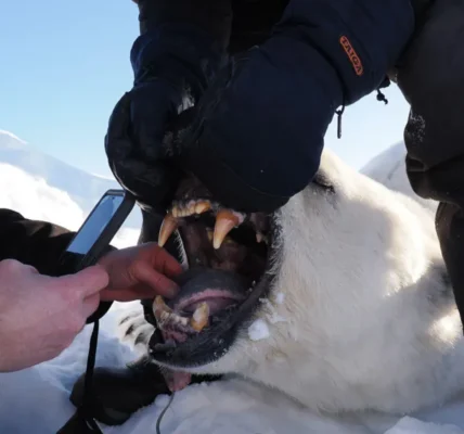 Researchers weighed, measured and assessed the body condition of 770 polar bears. Jon Aars/Norwegian Polar Institute