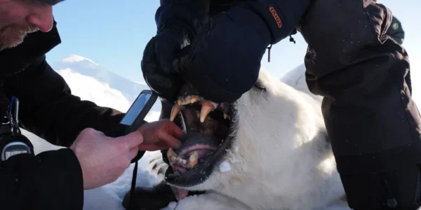 Researchers weighed, measured and assessed the body condition of 770 polar bears. Jon Aars/Norwegian Polar Institute