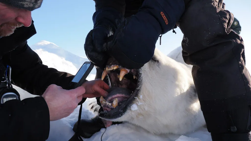 Researchers weighed, measured and assessed the body condition of 770 polar bears. Jon Aars/Norwegian Polar Institute