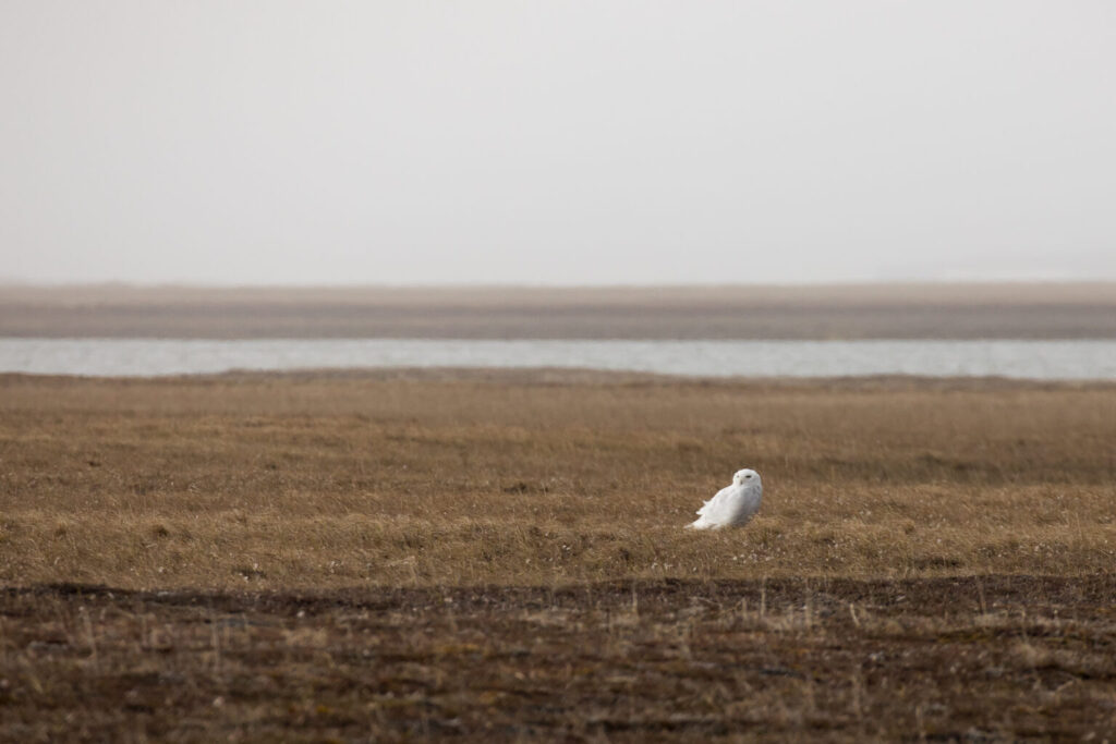 A snowy owl stands on the tundra of the Arctic National Wildlife Refuge’s coastal plain on June 29, 2018. (Photo by Lisa Hupp/U.S. Fish and Wildlife Service)