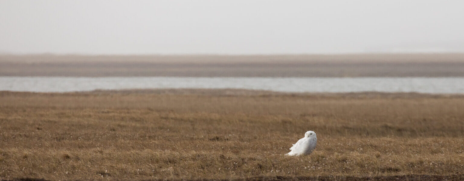 A snowy owl stands on the tundra of the Arctic National Wildlife Refuge’s coastal plain on June 29, 2018. (Photo by Lisa Hupp/U.S. Fish and Wildlife Service)