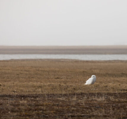 A snowy owl stands on the tundra of the Arctic National Wildlife Refuge’s coastal plain on June 29, 2018. (Photo by Lisa Hupp/U.S. Fish and Wildlife Service)