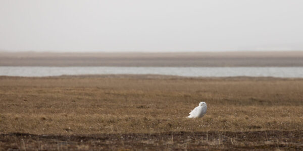 A snowy owl stands on the tundra of the Arctic National Wildlife Refuge’s coastal plain on June 29, 2018. (Photo by Lisa Hupp/U.S. Fish and Wildlife Service)