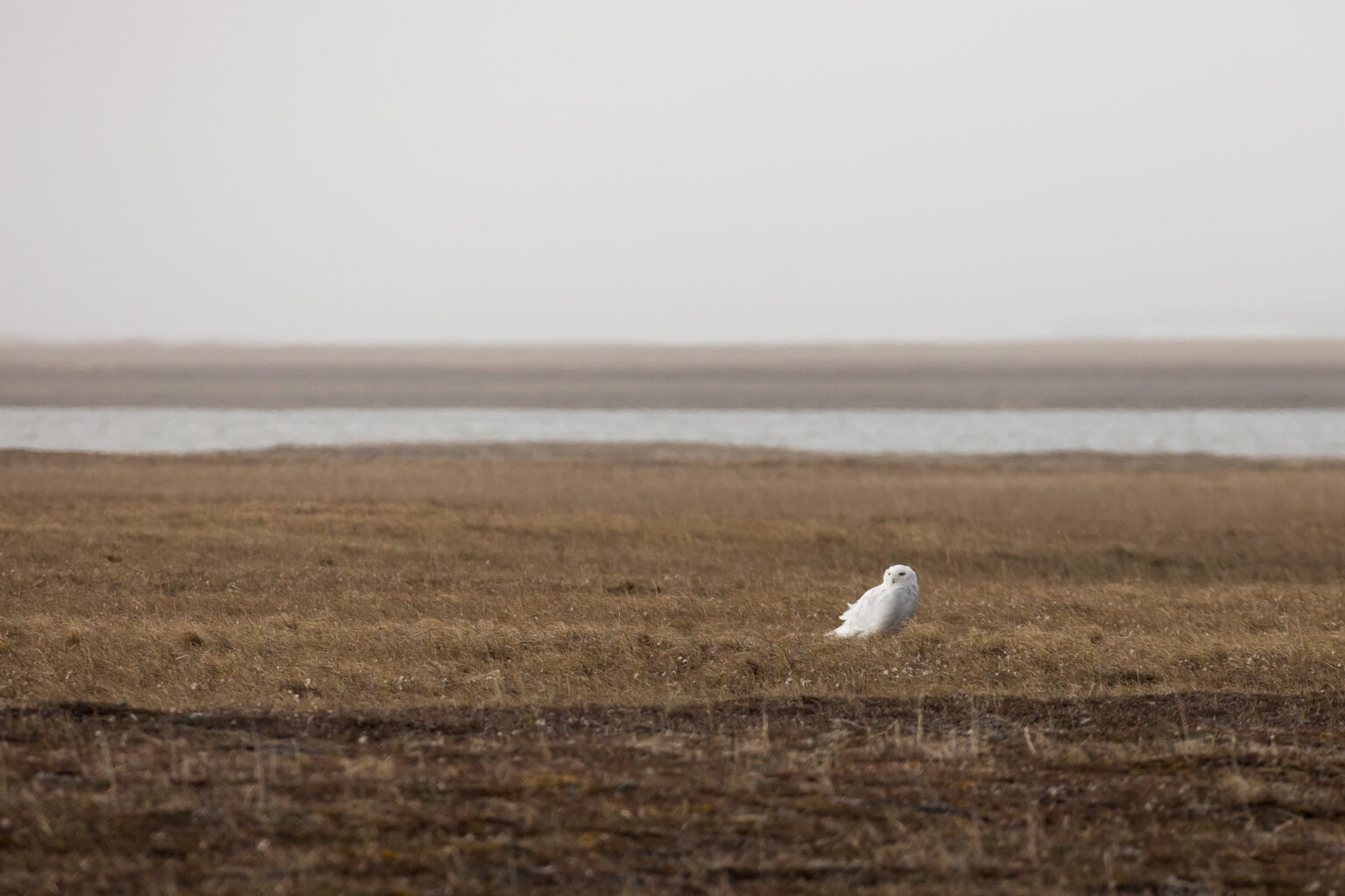 A snowy owl stands on the tundra of the Arctic National Wildlife Refuge’s coastal plain on June 29, 2018. (Photo by Lisa Hupp/U.S. Fish and Wildlife Service)