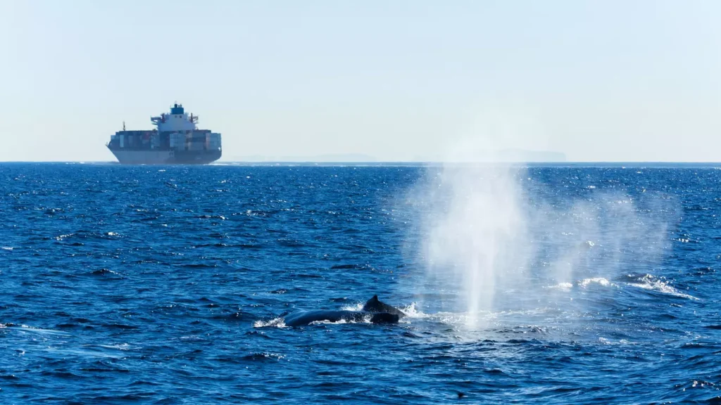 Whale surfacing with cargo ship in the background. (IFAW, AdobeStock)
