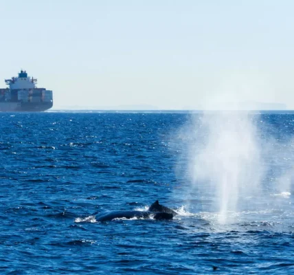Whale surfacing with cargo ship in the background. (IFAW, AdobeStock)