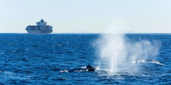 Whale surfacing with cargo ship in the background. (IFAW, AdobeStock)