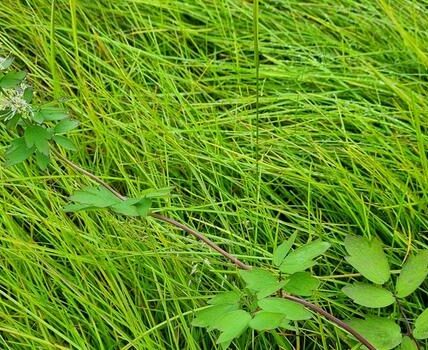 In recent years, a surprisingly large number of alien species have managed to flourish in Svalbard. In 2024, common meadow rue, Thalictrum flavum ,was identified for the first time in Svalbard, in full bloom on a nutrient-rich slope in Barentsburg. Photo: Kristine Bakke Westergaard, NTNU University Museum