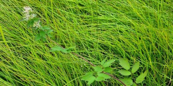 In recent years, a surprisingly large number of alien species have managed to flourish in Svalbard. In 2024, common meadow rue, Thalictrum flavum ,was identified for the first time in Svalbard, in full bloom on a nutrient-rich slope in Barentsburg. Photo: Kristine Bakke Westergaard, NTNU University Museum