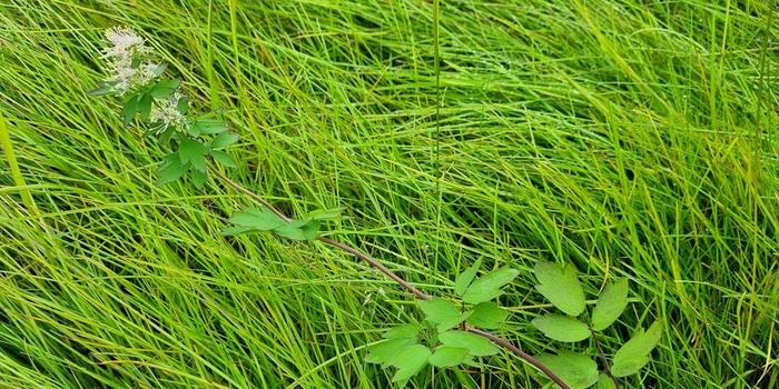 In recent years, a surprisingly large number of alien species have managed to flourish in Svalbard. In 2024, common meadow rue, Thalictrum flavum ,was identified for the first time in Svalbard, in full bloom on a nutrient-rich slope in Barentsburg. Photo: Kristine Bakke Westergaard, NTNU University Museum