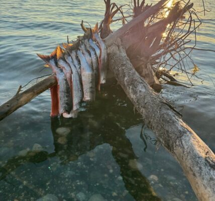 Salmon hang on driftwood over the Kotzebue Sound in Alaska. Photo courtesy of Cana Uluak Itchuaqiyaq.