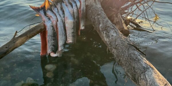 Salmon hang on driftwood over the Kotzebue Sound in Alaska. Photo courtesy of Cana Uluak Itchuaqiyaq.