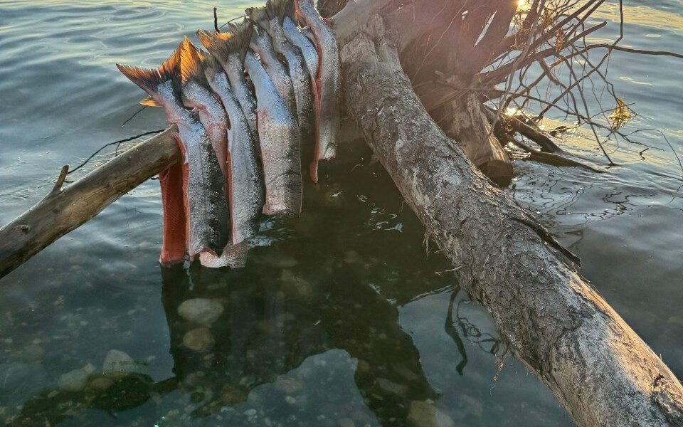 Salmon hang on driftwood over the Kotzebue Sound in Alaska. Photo courtesy of Cana Uluak Itchuaqiyaq.